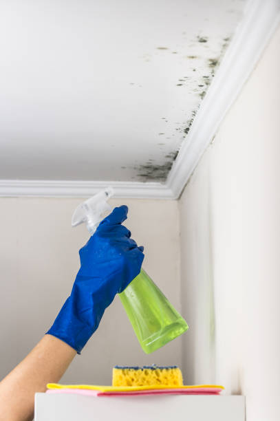 Best Basement Mold Removal  in Old Orchard, PA